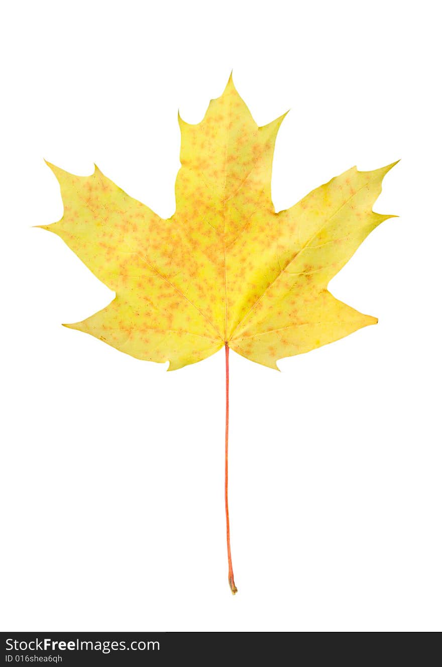 Yellow autumn maple leaf isolated on white