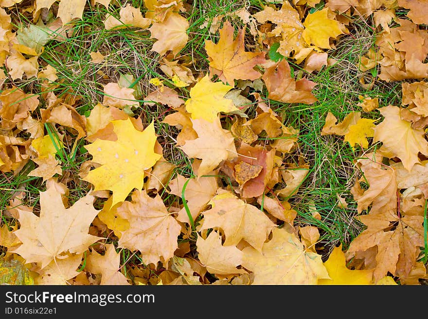 Yellow maple leafs on green grass autumn background