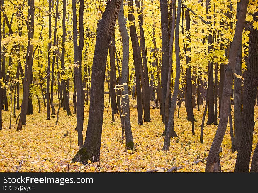 Trees with yellow leaves