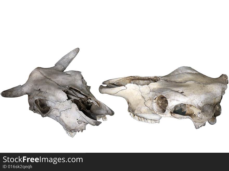 Old animal skull isolated