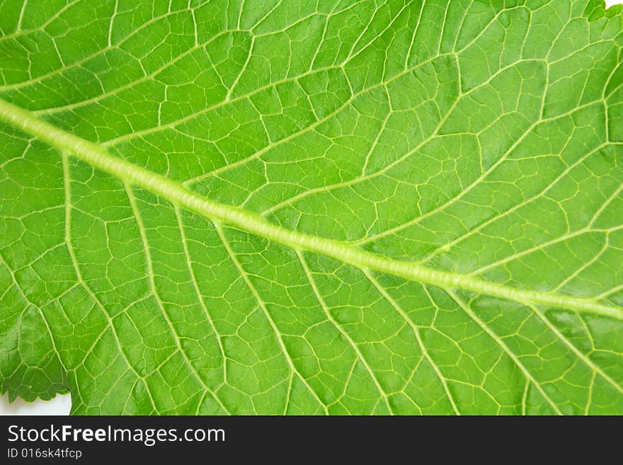 Fresh green horseradish leaf