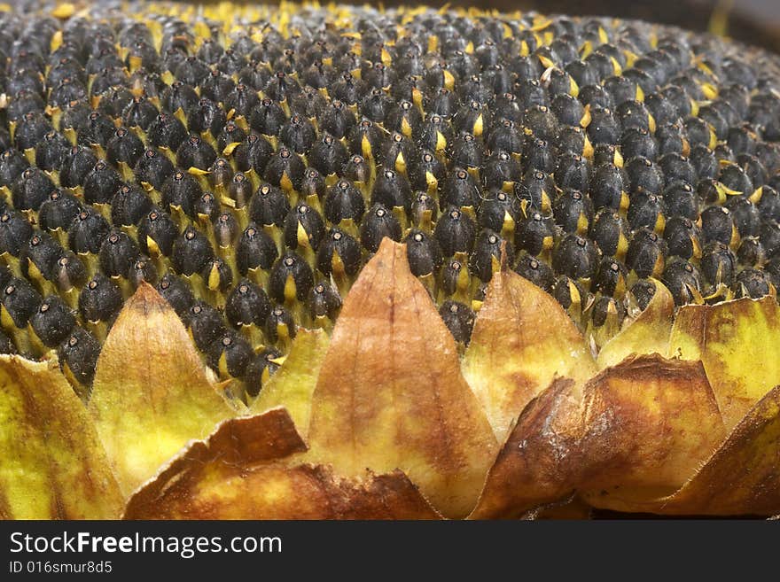 Sunflower Seeds