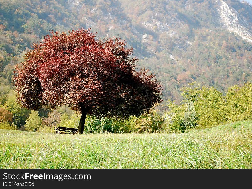 Red tree and the park bench