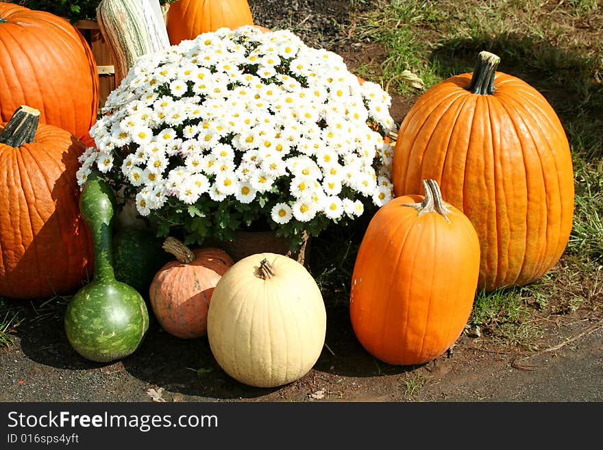 Bunch of pumpkins and a mum