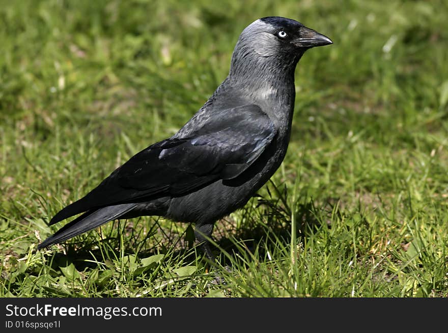 Jackdaw on a meadow, Poland. Jackdaw on a meadow, Poland