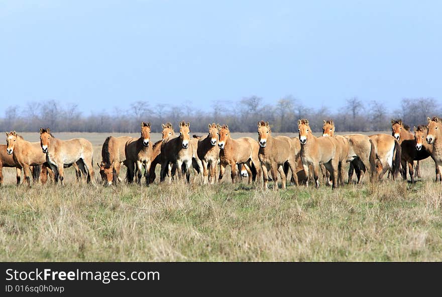 Wild horse-tarpan