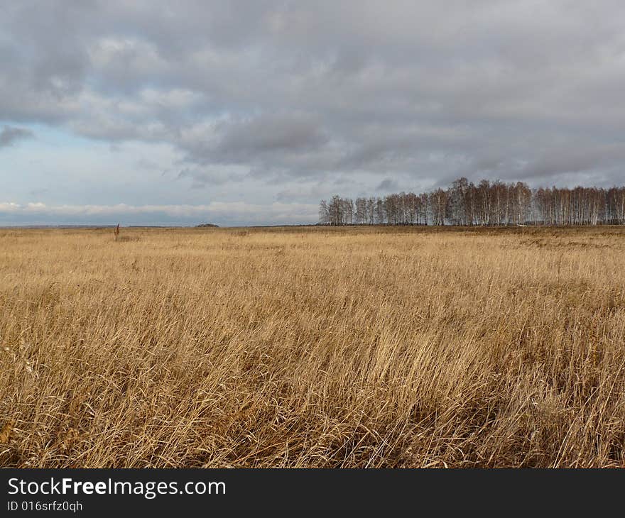 Russian Field