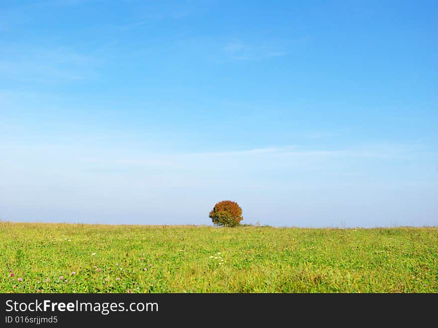 Tree against clear sky background. Tree against clear sky background