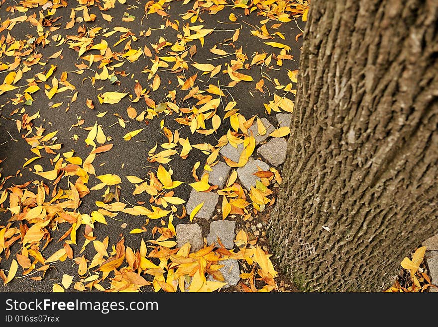 Fall autumn leaves on road in park. Fall autumn leaves on road in park