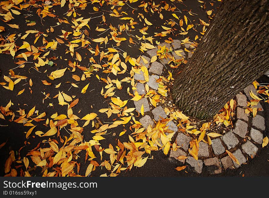 Fall autumn leaves on road in park. Fall autumn leaves on road in park