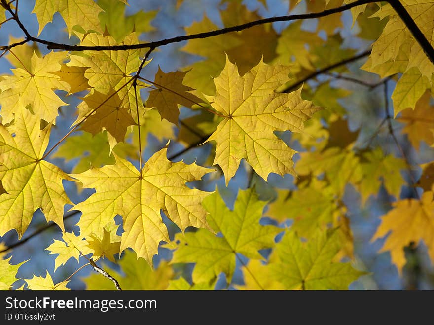 Autumn leaves background in sunny day