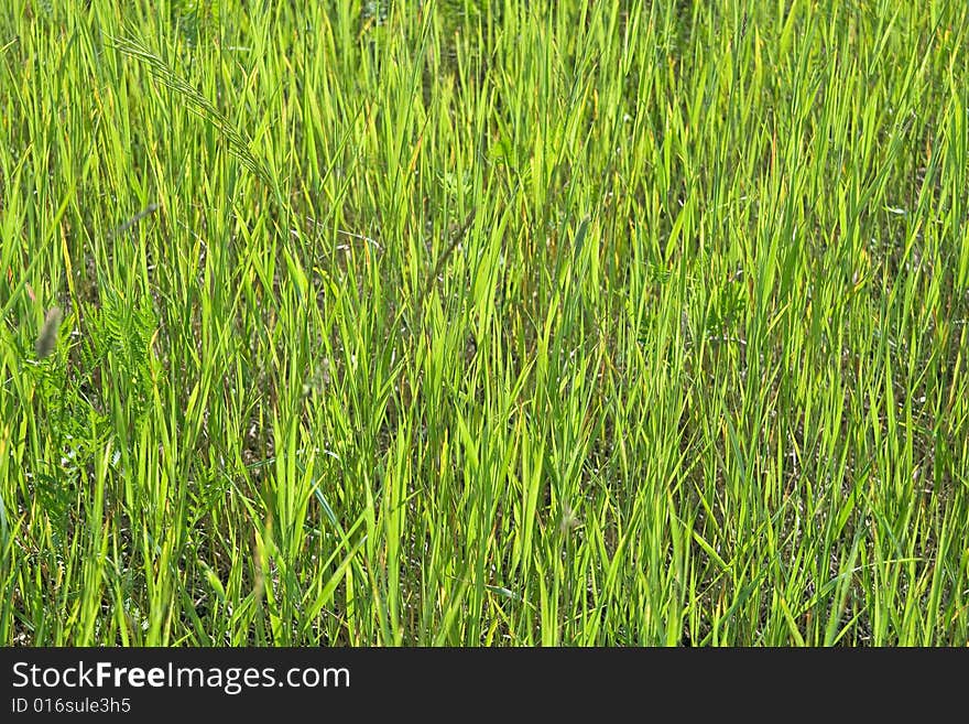 Green grass in a sunny day, texture. Green grass in a sunny day, texture