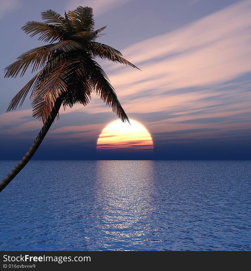 Sunset coconut palm tree on ocean coast