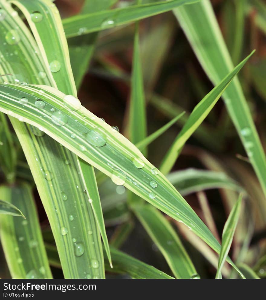 Green grass with water drops - macro shot