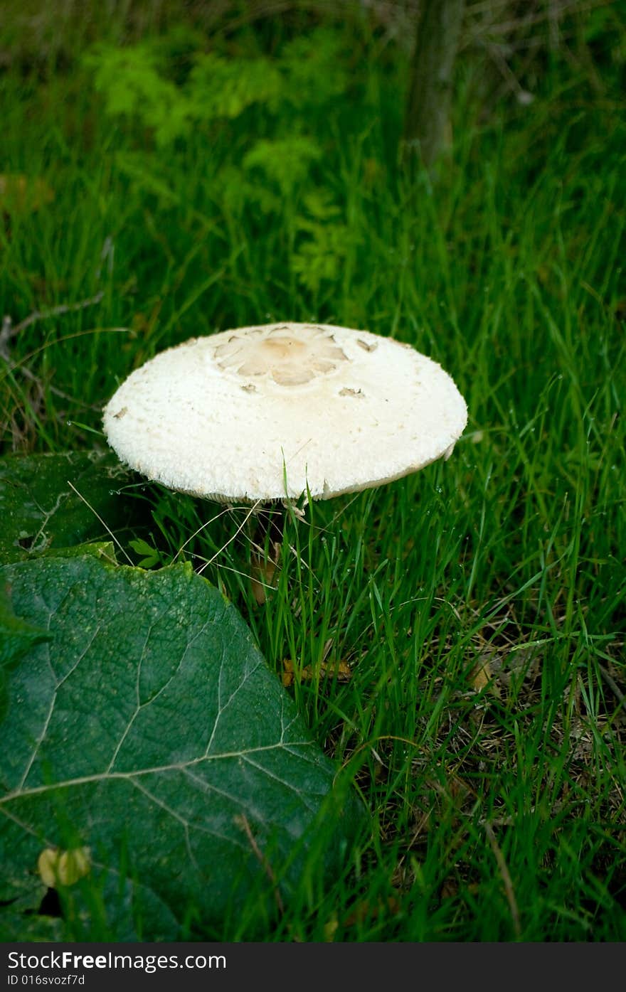 A shot of mushroom in forest