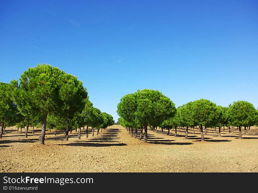 Field of green pines.