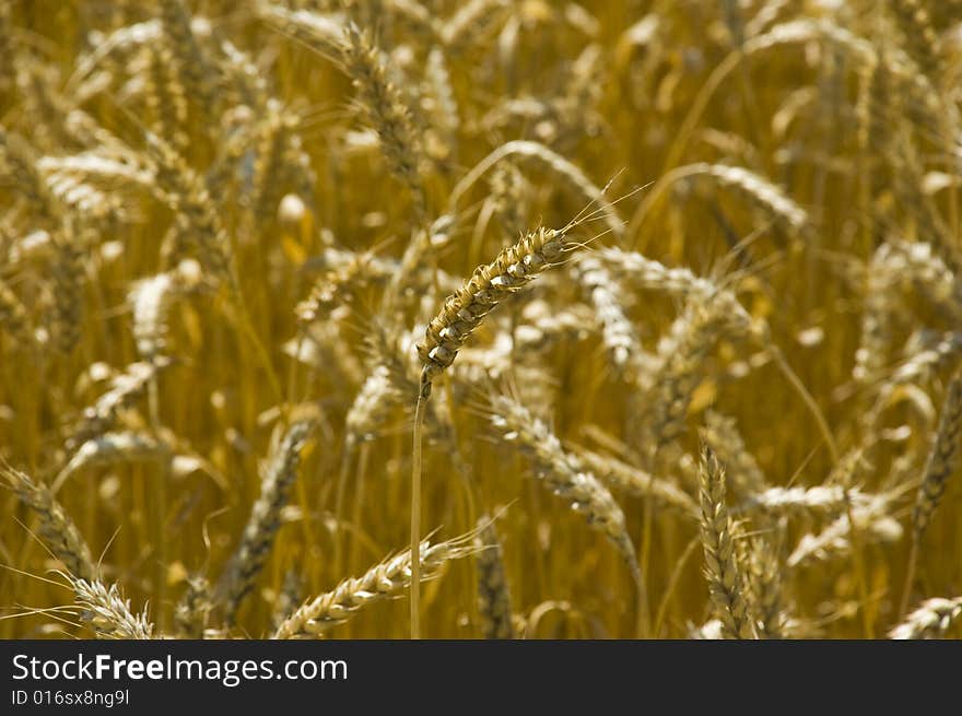 Wheat in field in Ukaine. Wheat in field in Ukaine