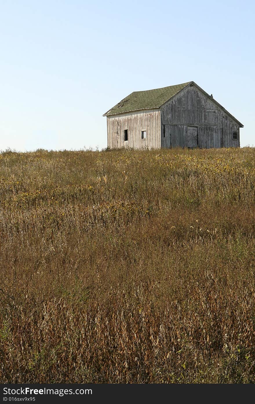 Midwest American faded, weathered barn on hill in autumn in middle of soybean field, Lenawee County, Michigan