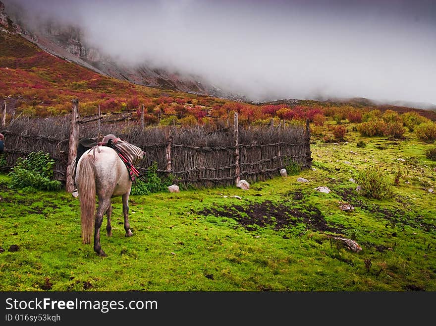 Mountain Ranch, a horse is to take a walk. Mountain Ranch, a horse is to take a walk