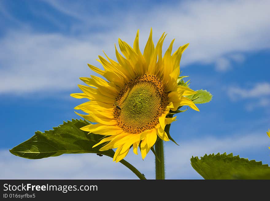 Sunflower on sky background