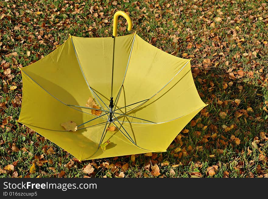 Yellow Umbrella