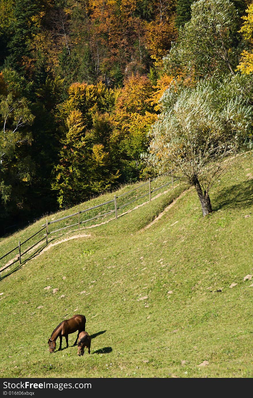 Autumn Landscape In Romania