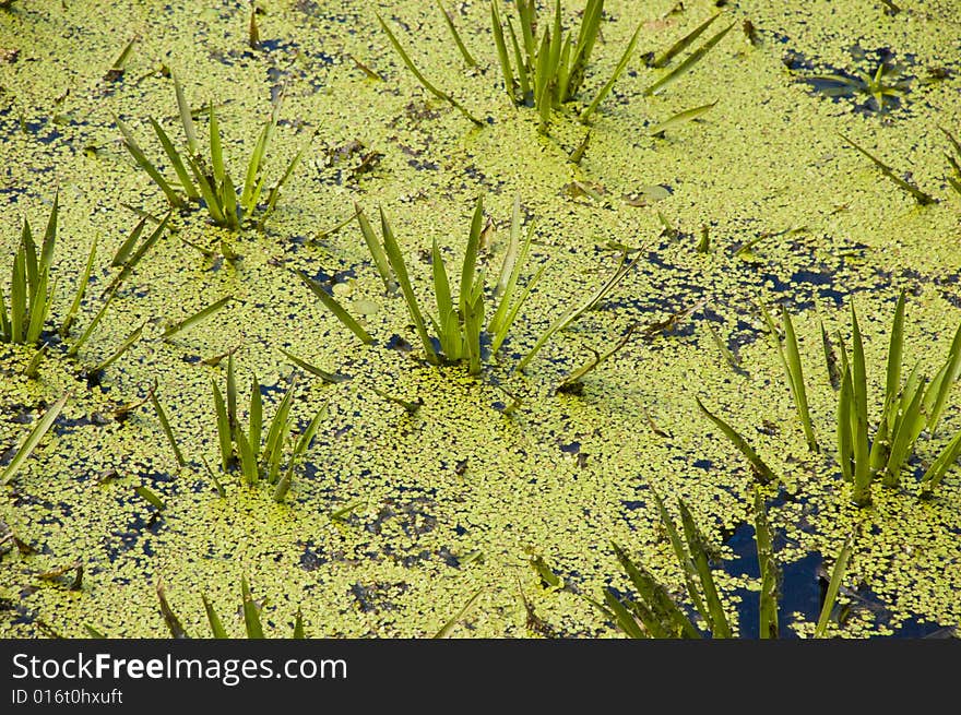 Water plants