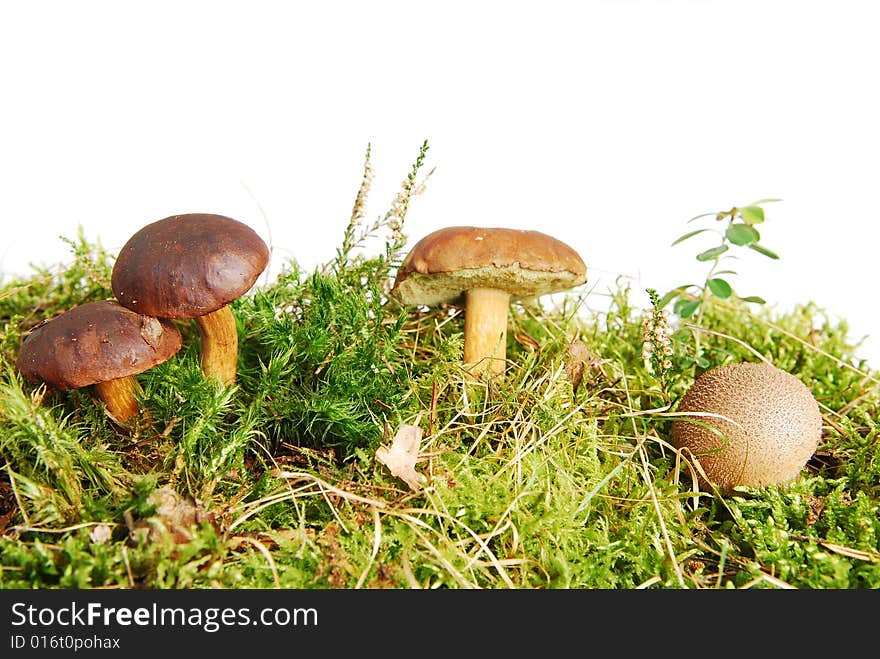 Forest scene with mushroooms isolated on white background. Forest scene with mushroooms isolated on white background.