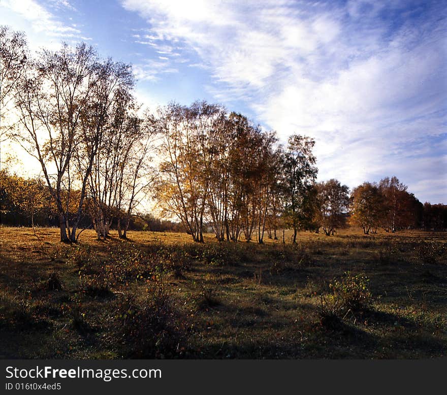 Autumn Field