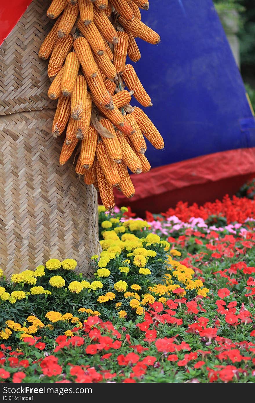 Corns in bumper harvest celebrations of Chinese national minority