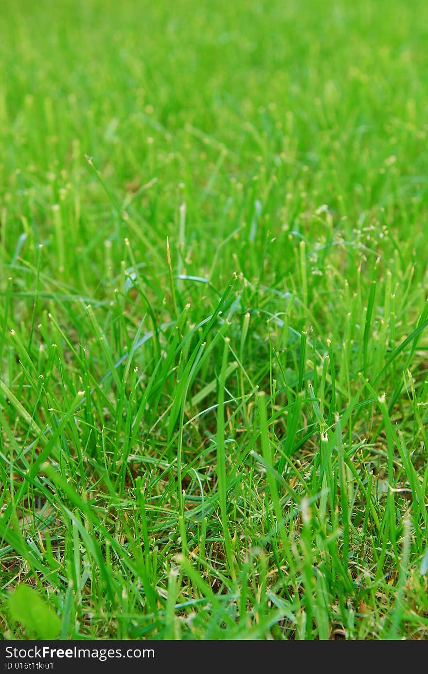 Green summer grass on lawn. Selective focus.