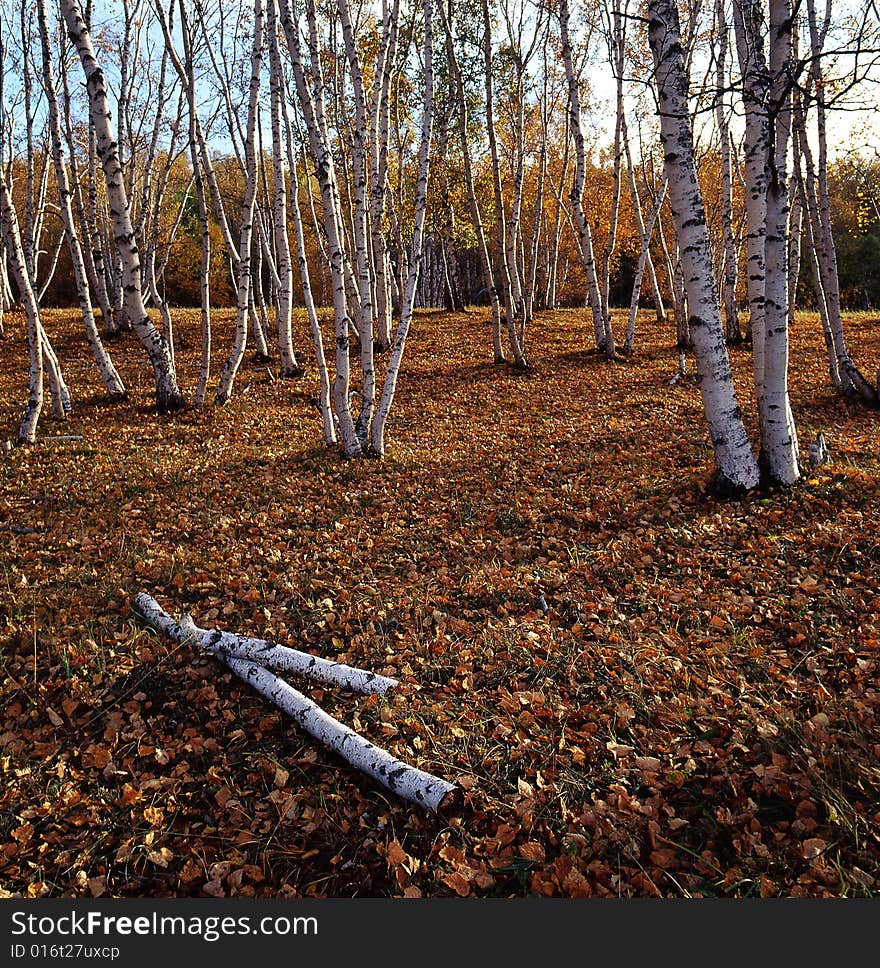 A golden autumn field,it is named bashang.