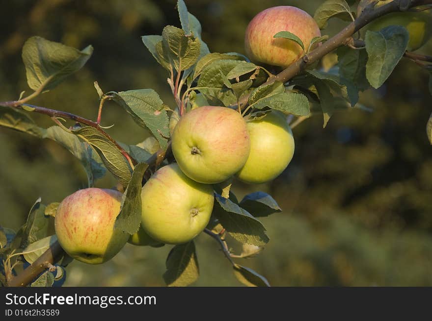 Apple havest in autumn in Ukraine. Apple havest in autumn in Ukraine