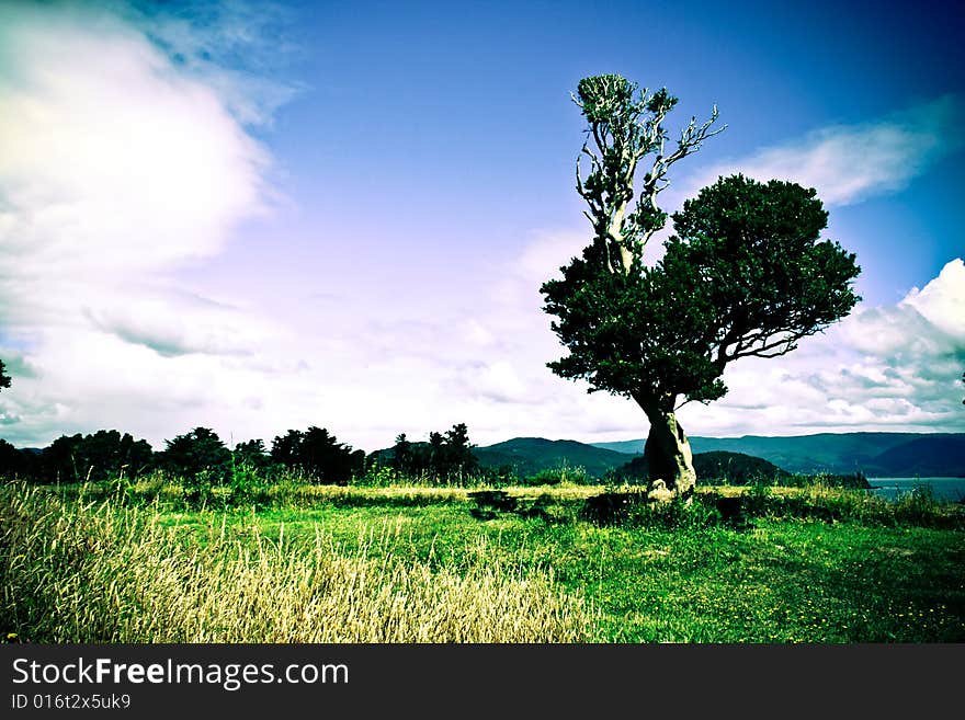 Lomo effect of a single tree on the lawn