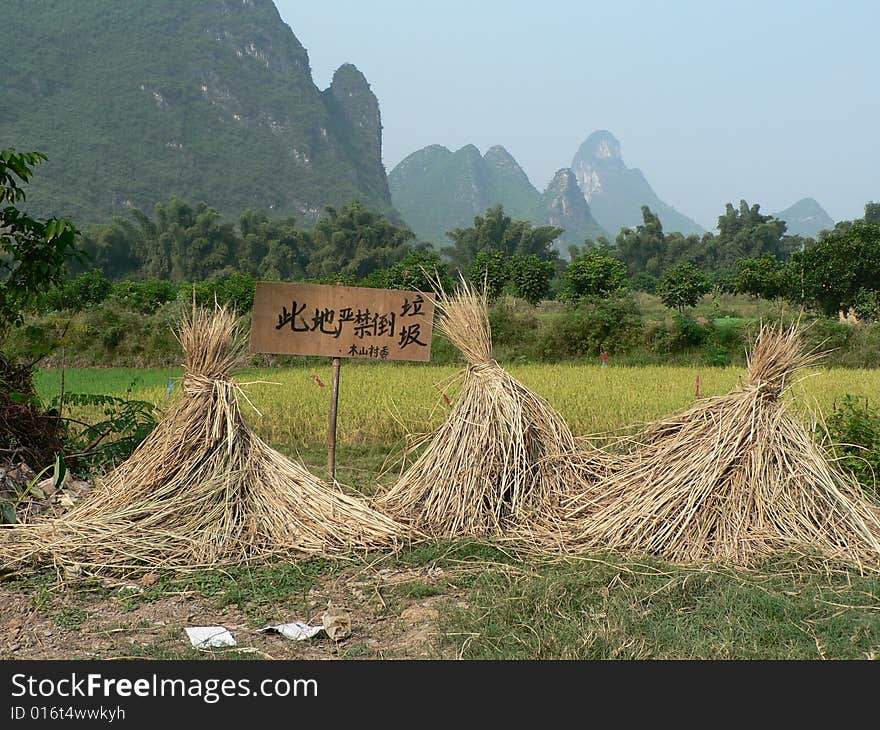 Rice In China