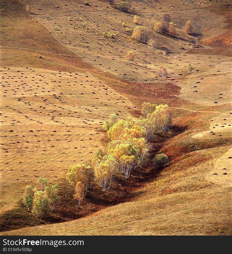 Autumn field