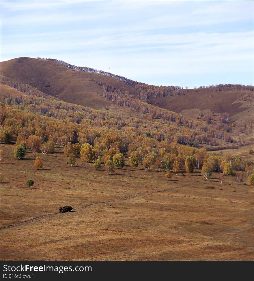 A golden autumn field,it is named bashang.