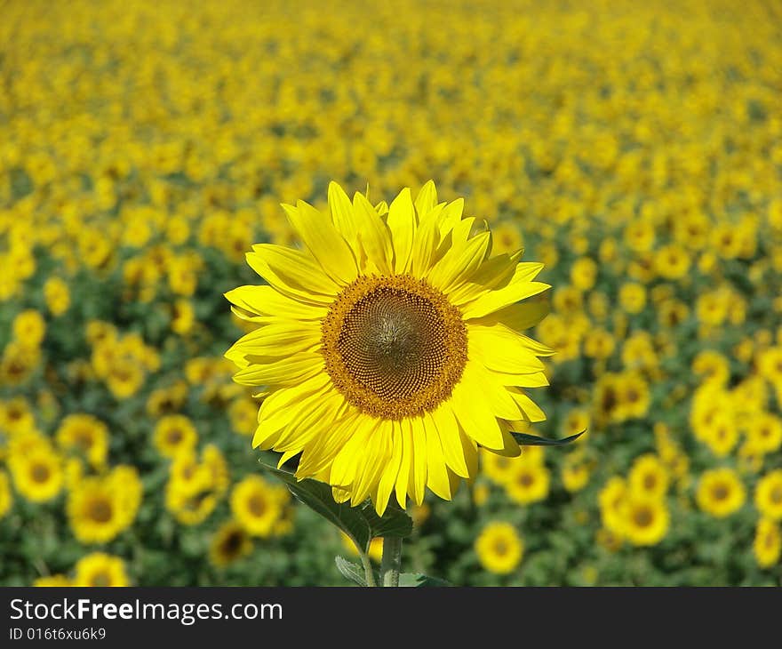 Sunflower