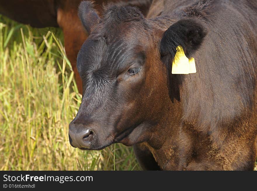 Young bull in the summer on a pasture. Young bull in the summer on a pasture.