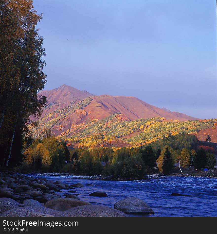 The leaves become so yellow. The brook is so clear . A view in Hemu Xinjiang China. The leaves become so yellow. The brook is so clear . A view in Hemu Xinjiang China