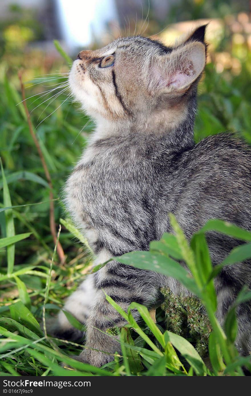 Fluffy little playful cat in grass