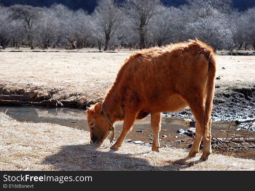 The winter pasture, in the water's edge, the cow which some grazes, is very leisurely and carefree, is enjoying winter's sunlight. The winter pasture, in the water's edge, the cow which some grazes, is very leisurely and carefree, is enjoying winter's sunlight