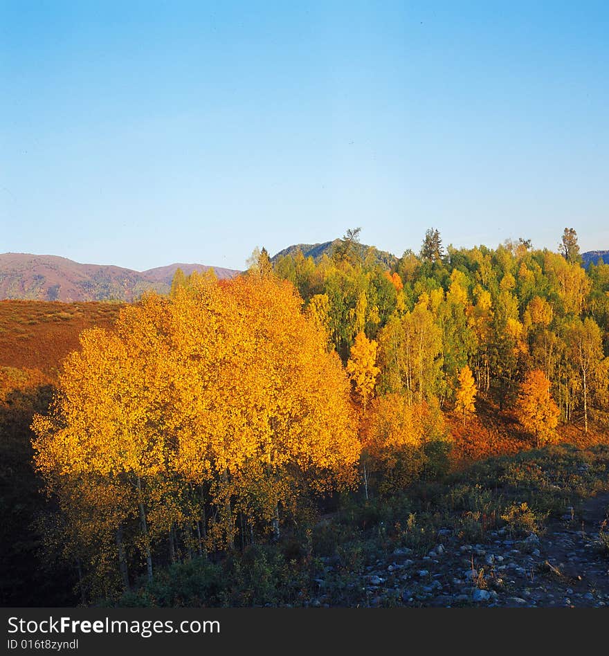 Golden Trees