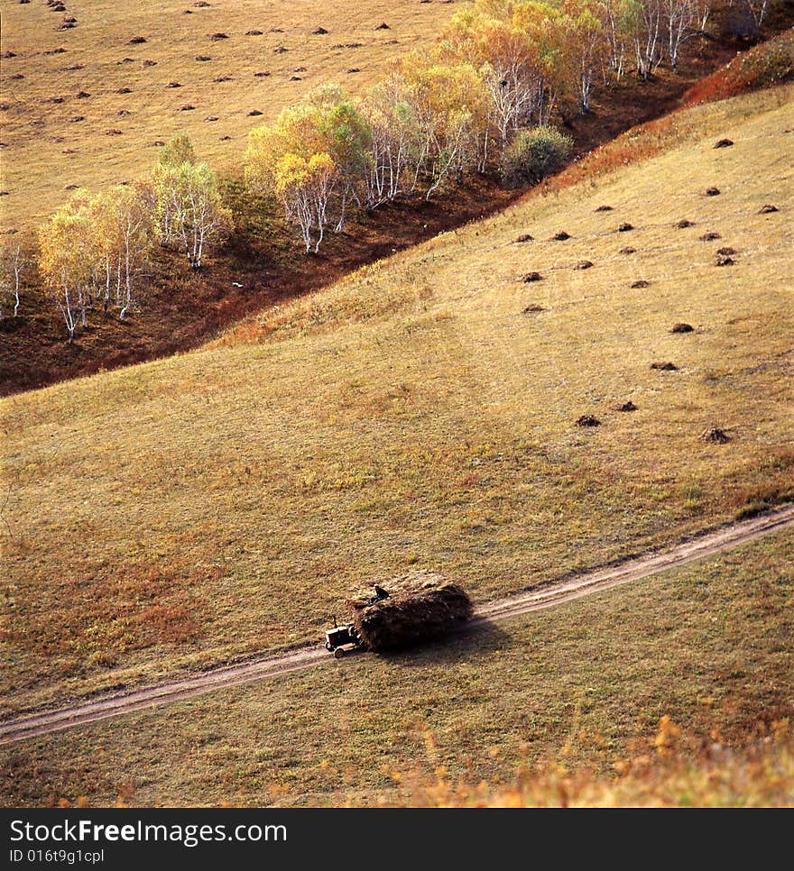 A golden autumn field,it is named bashang.