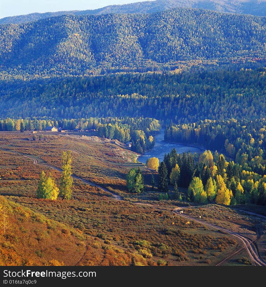 The leaves become so yellow. The brook is so clear . A view in Hemu Xinjiang China. The leaves become so yellow. The brook is so clear . A view in Hemu Xinjiang China