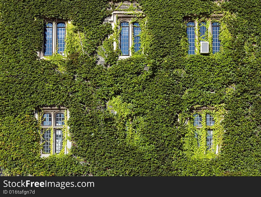 Wall of old building, covered by ivy in sunlite