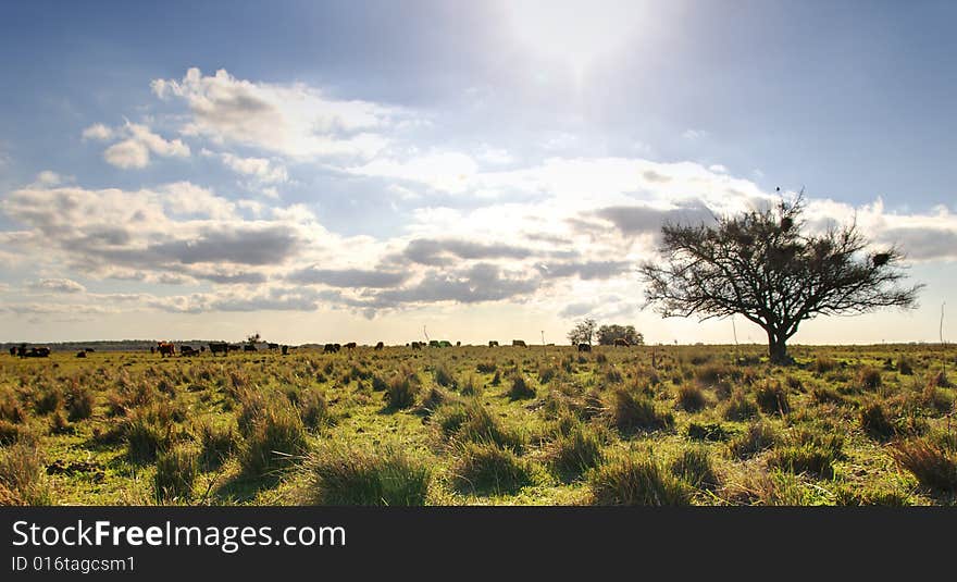 Lonely tree with the sun on top.