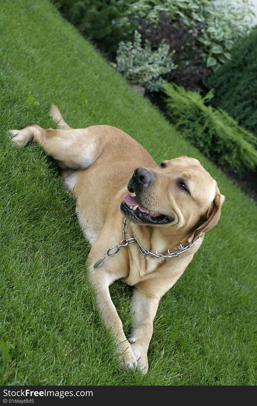 Dog resting on grass in the garden. Dog resting on grass in the garden