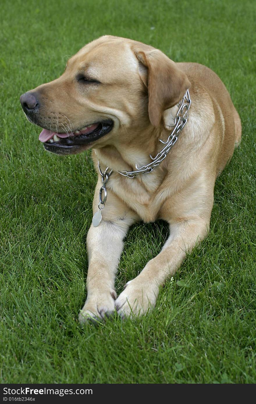 Dog resting on grass in the garden. Dog resting on grass in the garden