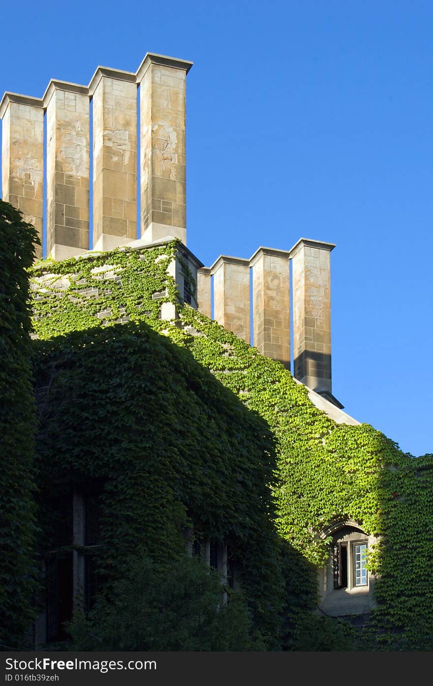 Wall of old building, covered by ivy in sunlite. Wall of old building, covered by ivy in sunlite